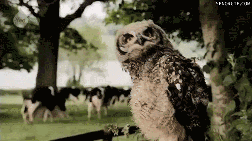 http://24redballoons.files.wordpress.com/2010/12/funny-pictures-gif-owl-dance.gif
